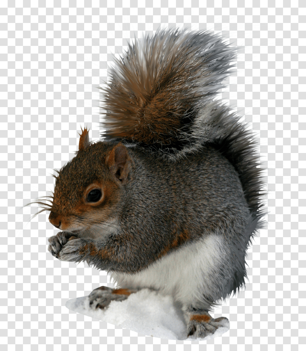 Squirrel Translucent Squirrels Squirrel, Rodent, Mammal, Animal, Bird Transparent Png