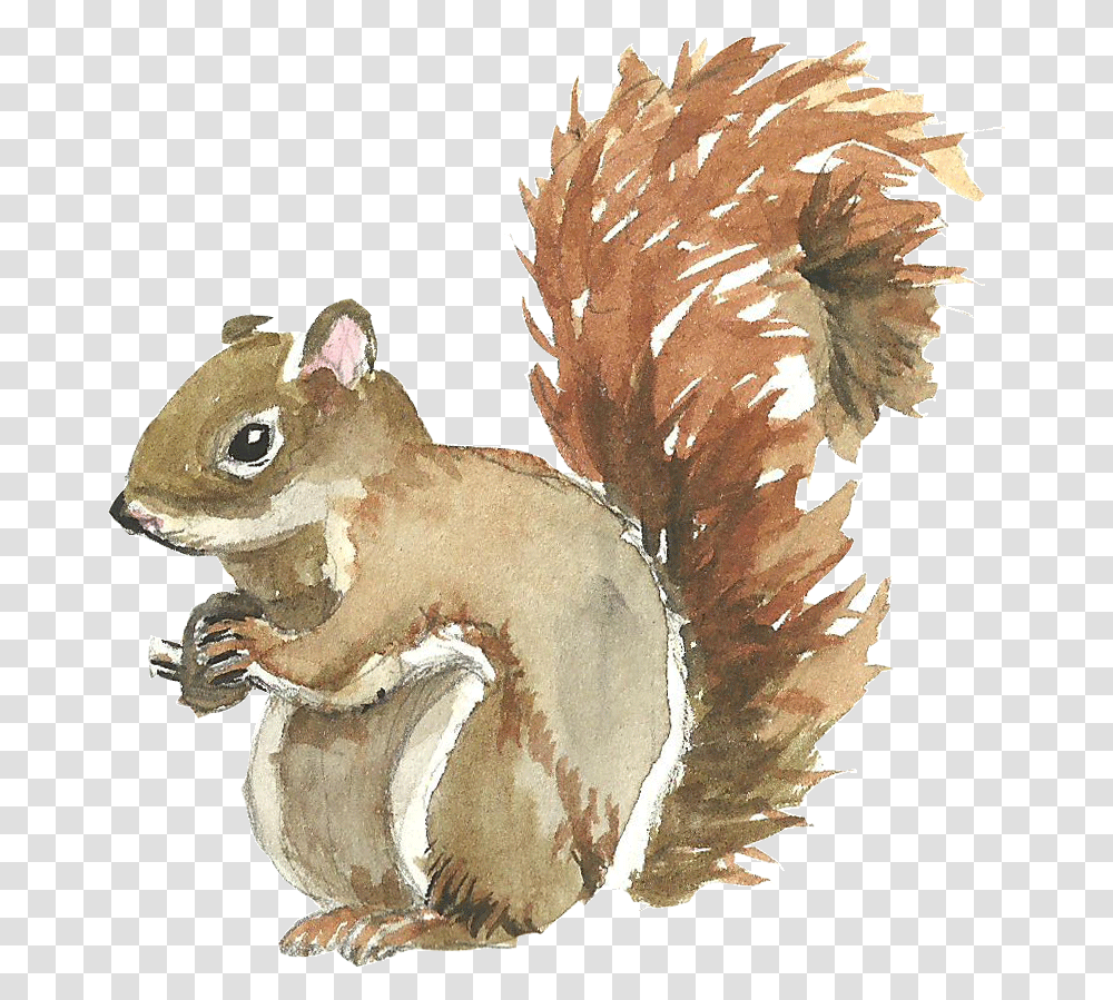 Squirrel Watercolor Painting Redbubble Sticker Squirrel, Animal, Fungus, Rodent Transparent Png
