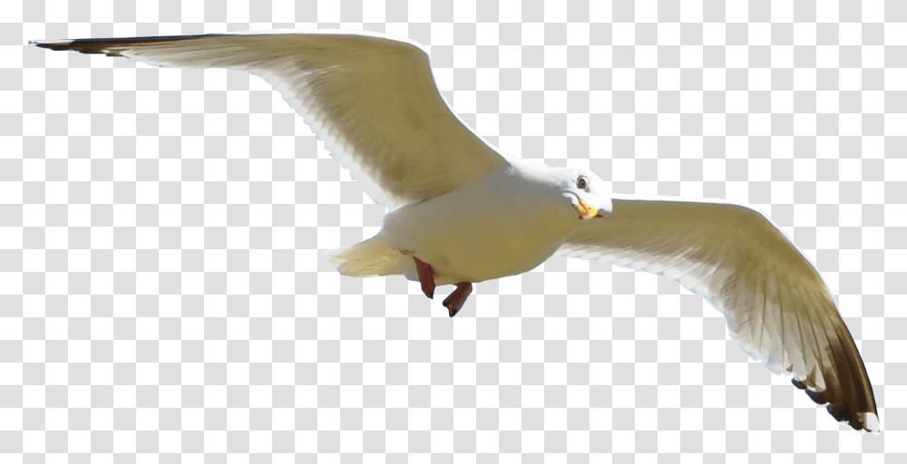Sri Lanka Maldives Hotel Trip Planner Seagull Flying Background, Bird, Animal, Beak, Dove Transparent Png