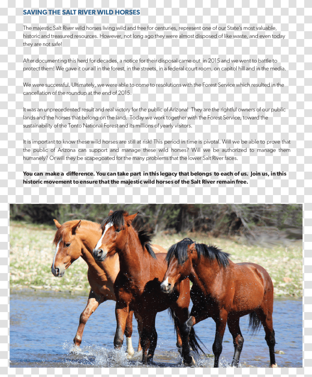 Srwhmg Wild Night Final Sorrel, Horse, Mammal, Animal, Colt Horse Transparent Png