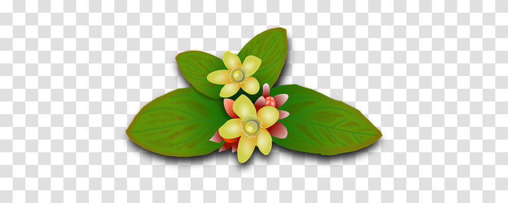 St Johns Wort Technology, Plant, Flower, Dahlia Transparent Png