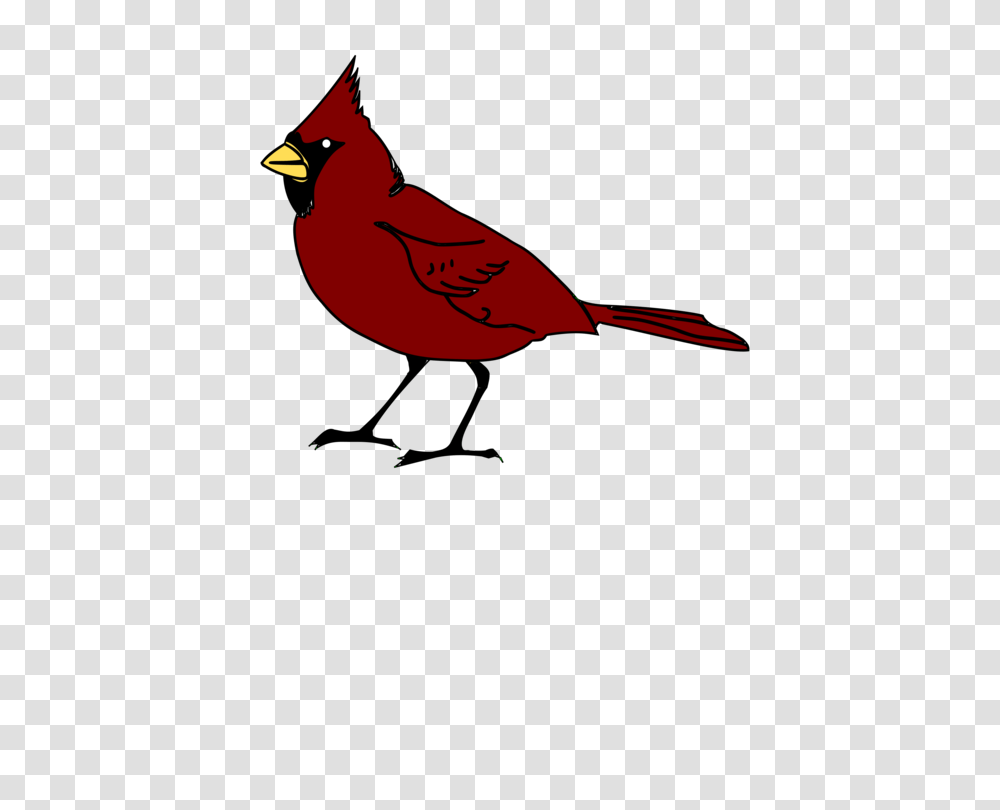 St Louis Cardinals Northern Cardinal Computer Icons Download Free, Bird, Animal Transparent Png