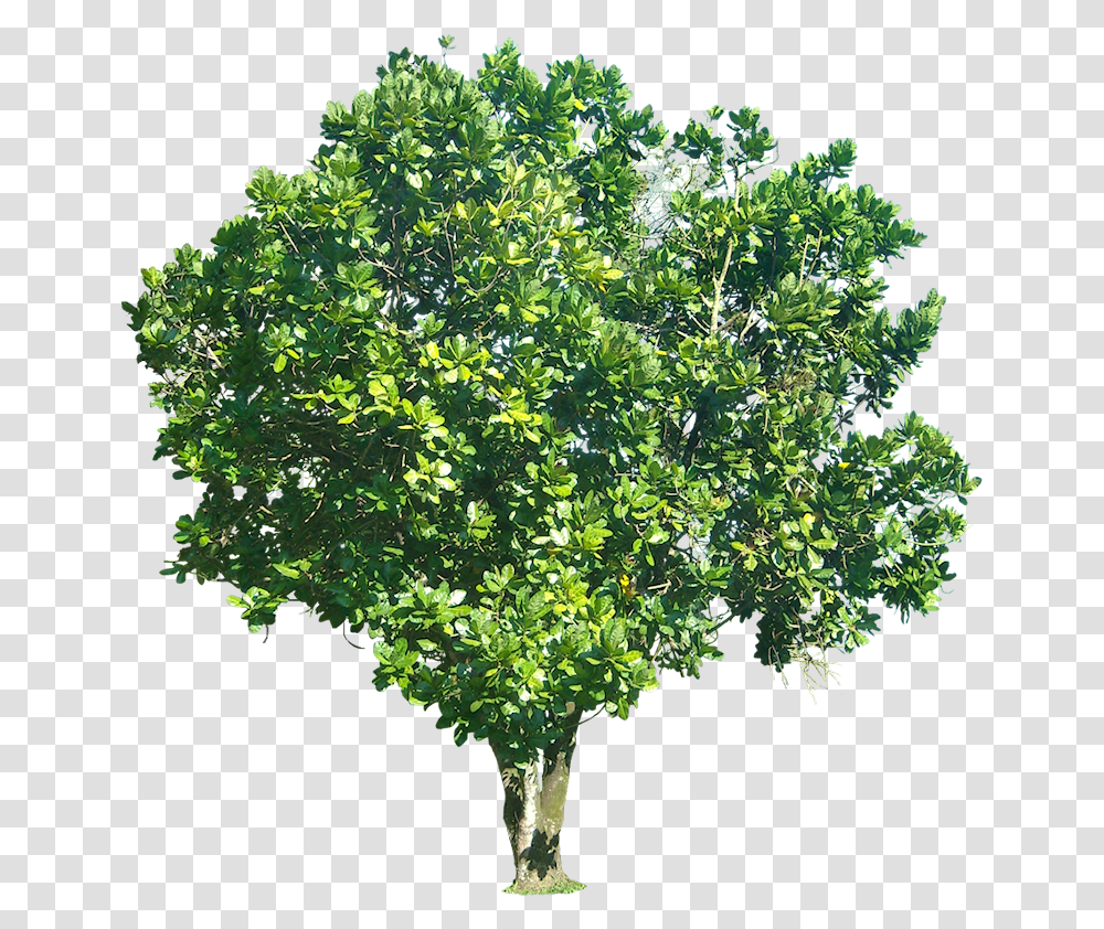 St Louis Tree Pros 1 In Quality Local Care Services Tree With Background, Plant, Bush, Vegetation, Leaf Transparent Png