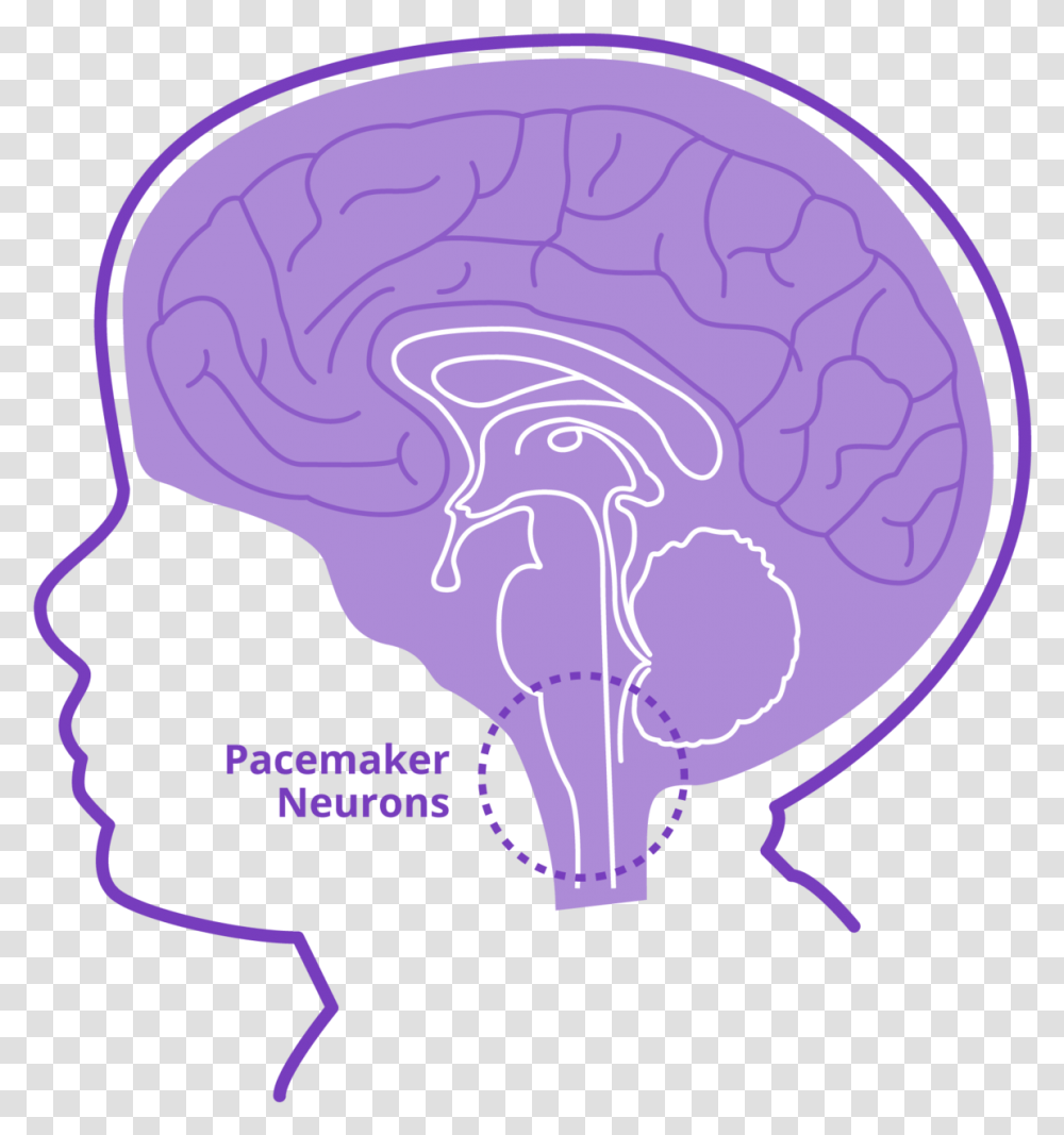 Stabilizes Pacemaker NeuronsClass Lazyload Full Illustration, Plant, X-Ray, Medical Imaging X-Ray Film, Ct Scan Transparent Png