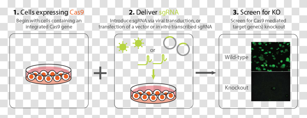 Stable Cell Line, Mobile Phone, Electronics, Cell Phone Transparent Png