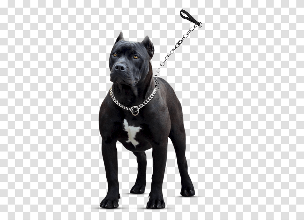 Staffordshire Bull Terrier, Dog, Pet, Canine, Animal Transparent Png
