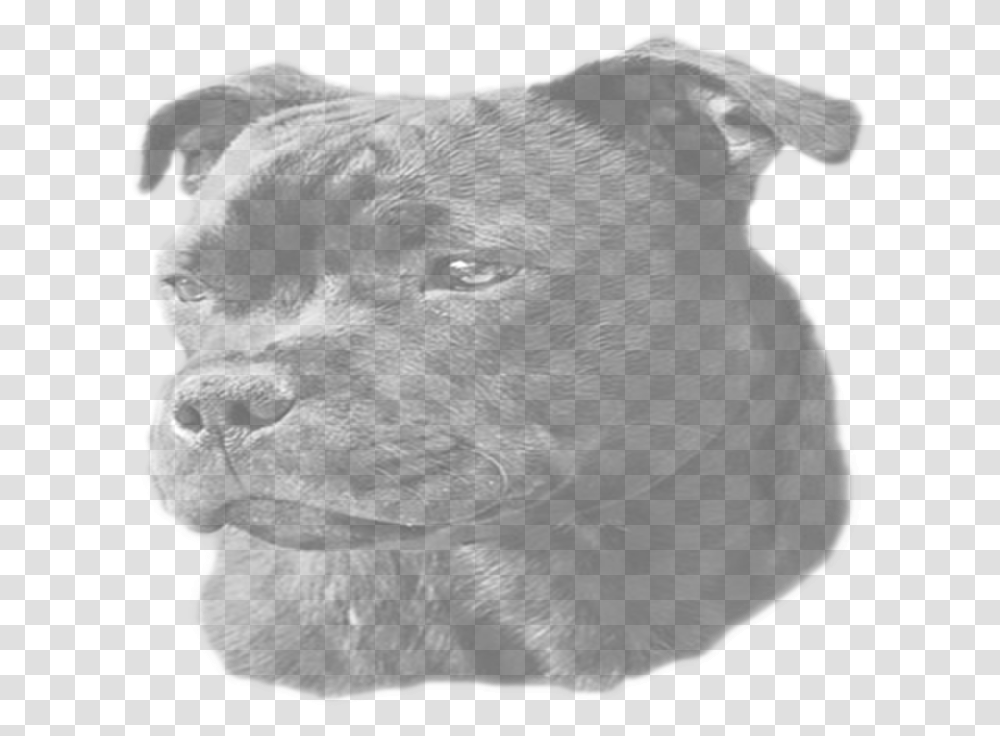 Staffordshire Bull Terrier Download Staffordshire Bull Terrier, Bulldog, Pet, Canine, Animal Transparent Png