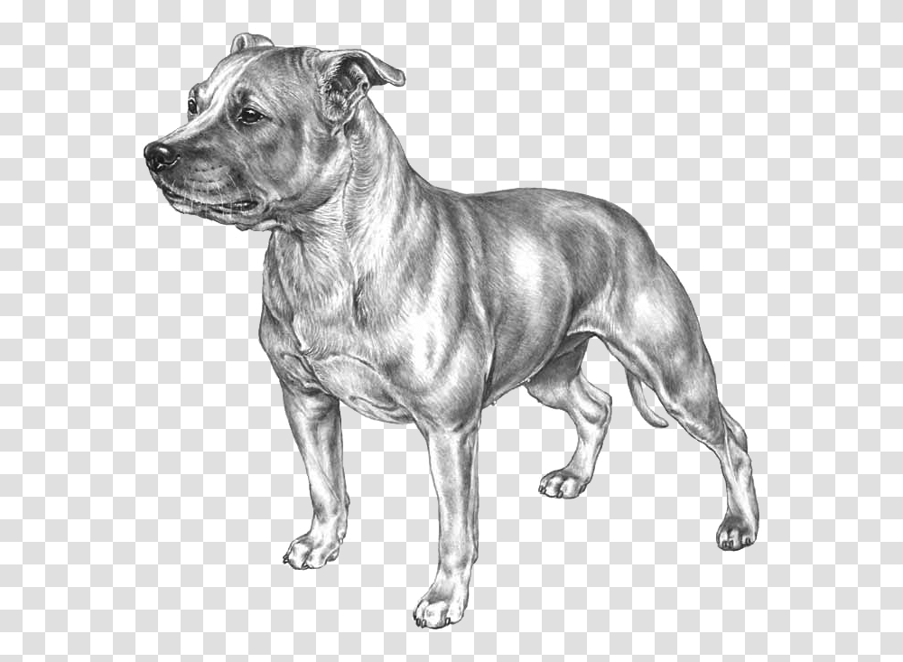 Staffordshire Bull Terrier Kopiere, Dog, Pet, Canine, Animal Transparent Png