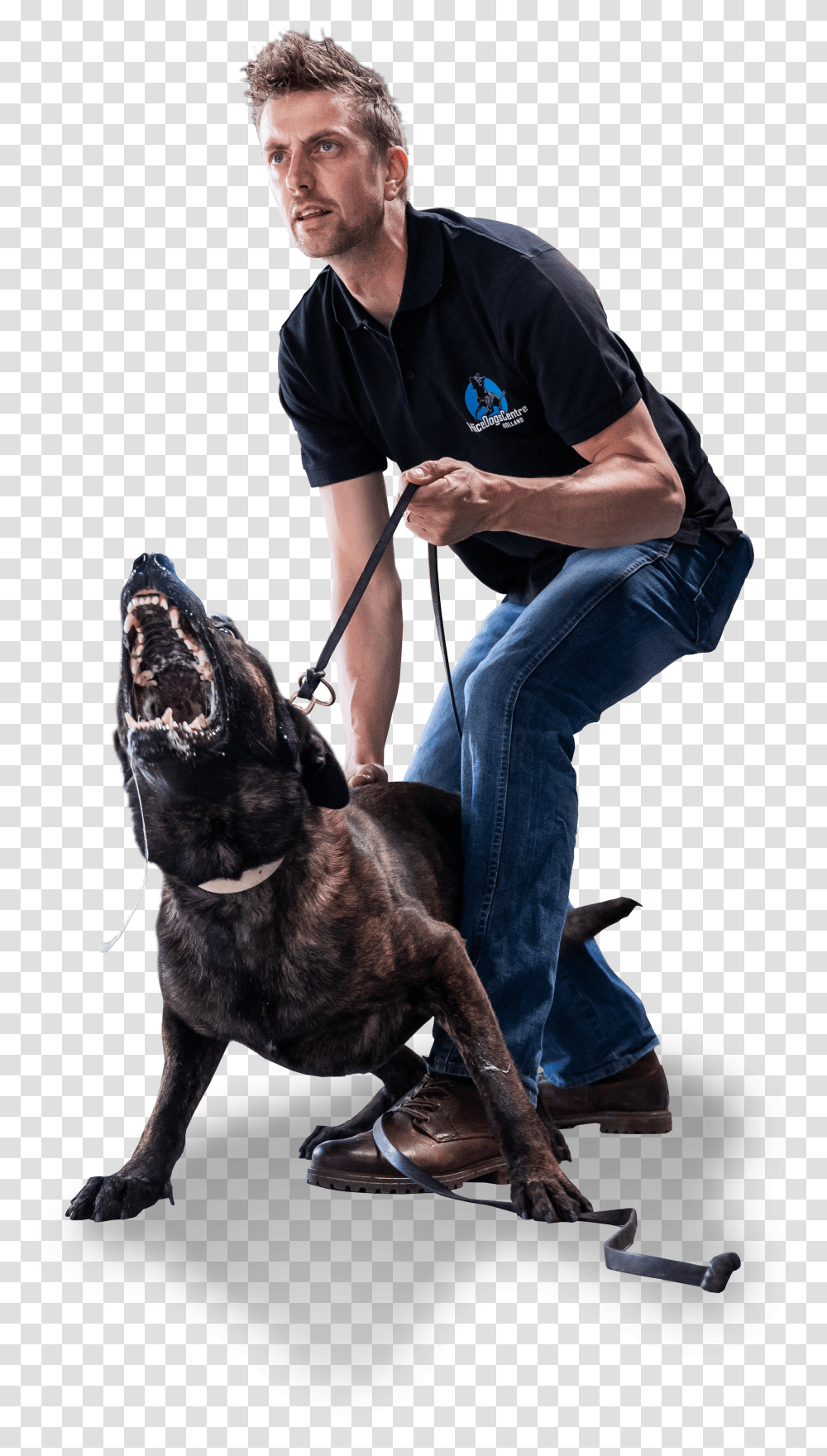Staffordshire Bull Terrier Transparent Png