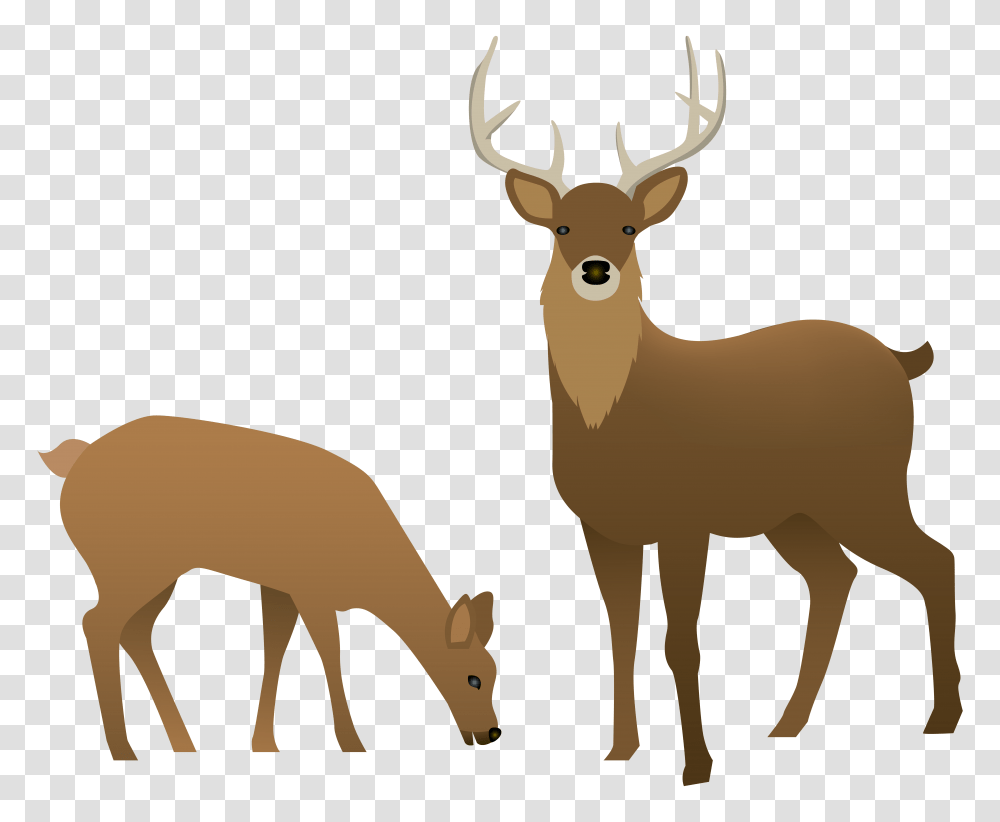Stag And Doe, Deer, Wildlife, Mammal, Animal Transparent Png
