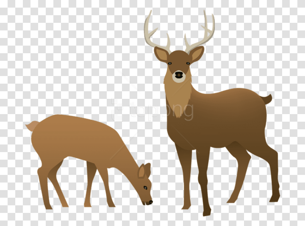 Stag And Doe Images Deer Clip Art, Wildlife, Mammal, Animal, Elk Transparent Png