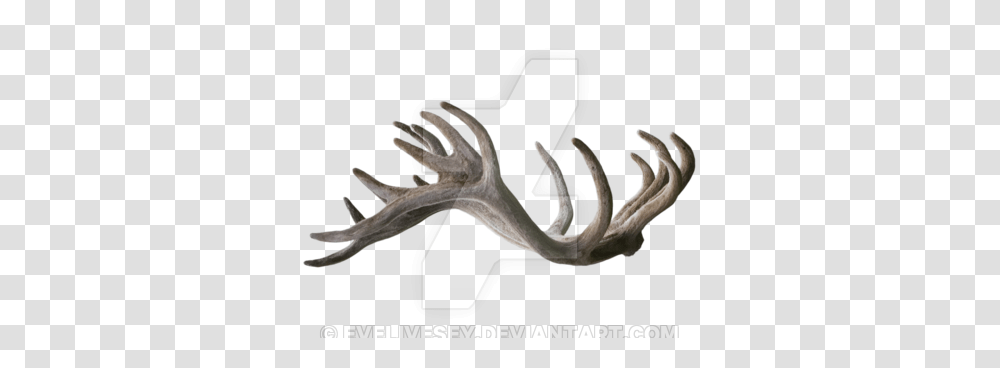 Stag Antlers, Bird, Animal Transparent Png