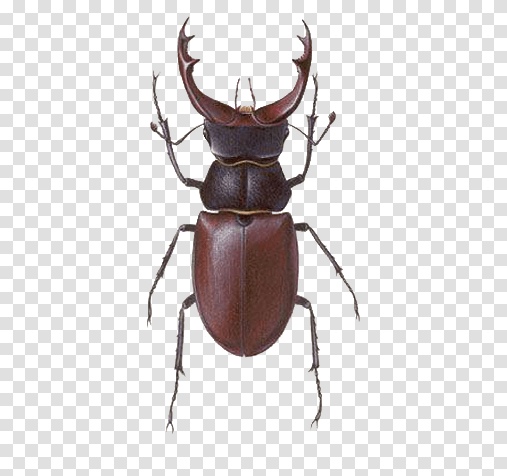 Stag Beetle Image Bug Image Stag Beetle, Animal, Insect, Invertebrate, Dung Beetle Transparent Png
