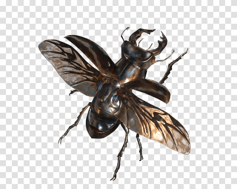 Stag Beetle In Flight, Wasp, Insect, Invertebrate, Animal Transparent Png