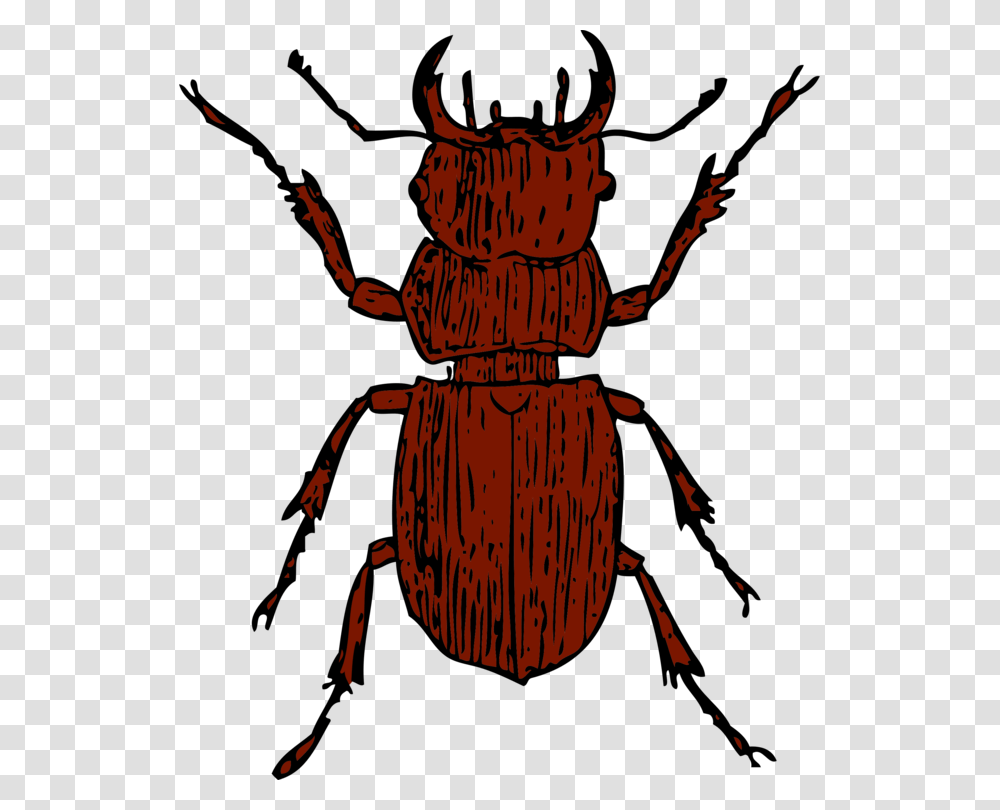 Stag Beetle Lucanini Drawing Arthropod, Insect, Invertebrate, Animal, Dung Beetle Transparent Png