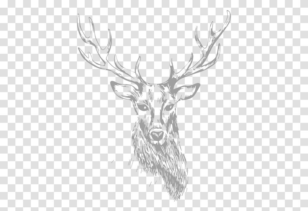 Stag Deer Sketch, Antler, Elk, Wildlife, Mammal Transparent Png