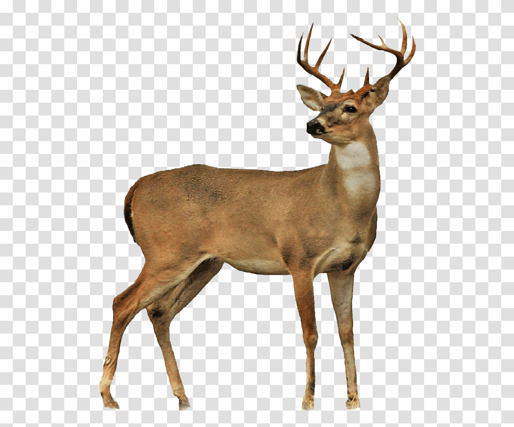 Stag Free Background Deer Clipart, Antelope, Wildlife, Mammal, Animal Transparent Png
