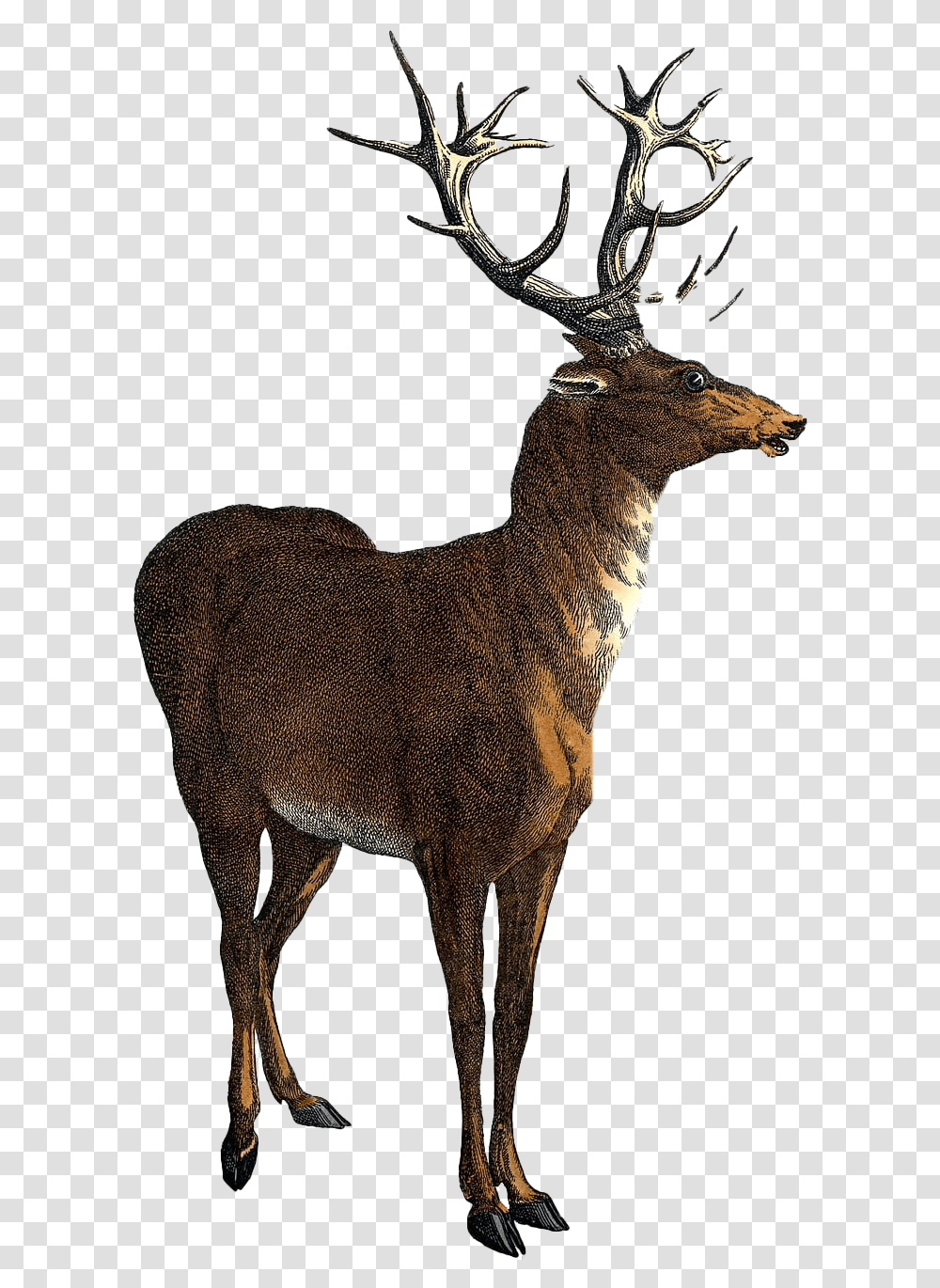 Stag Free Images Red Deer Clipart, Antelope, Wildlife, Mammal, Animal Transparent Png