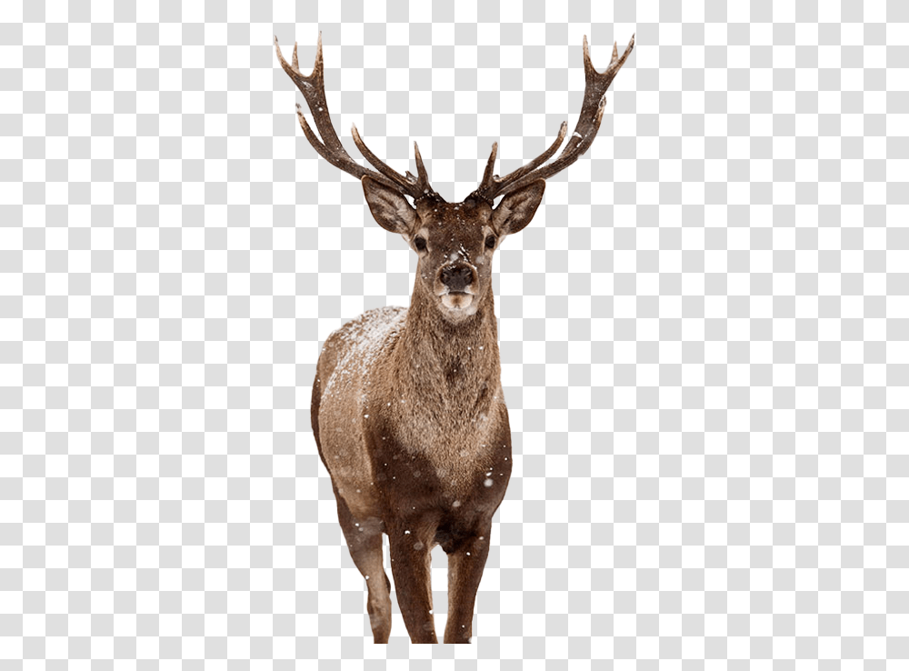 Stag Photo Background Deer Poster, Antelope, Wildlife, Mammal, Animal Transparent Png