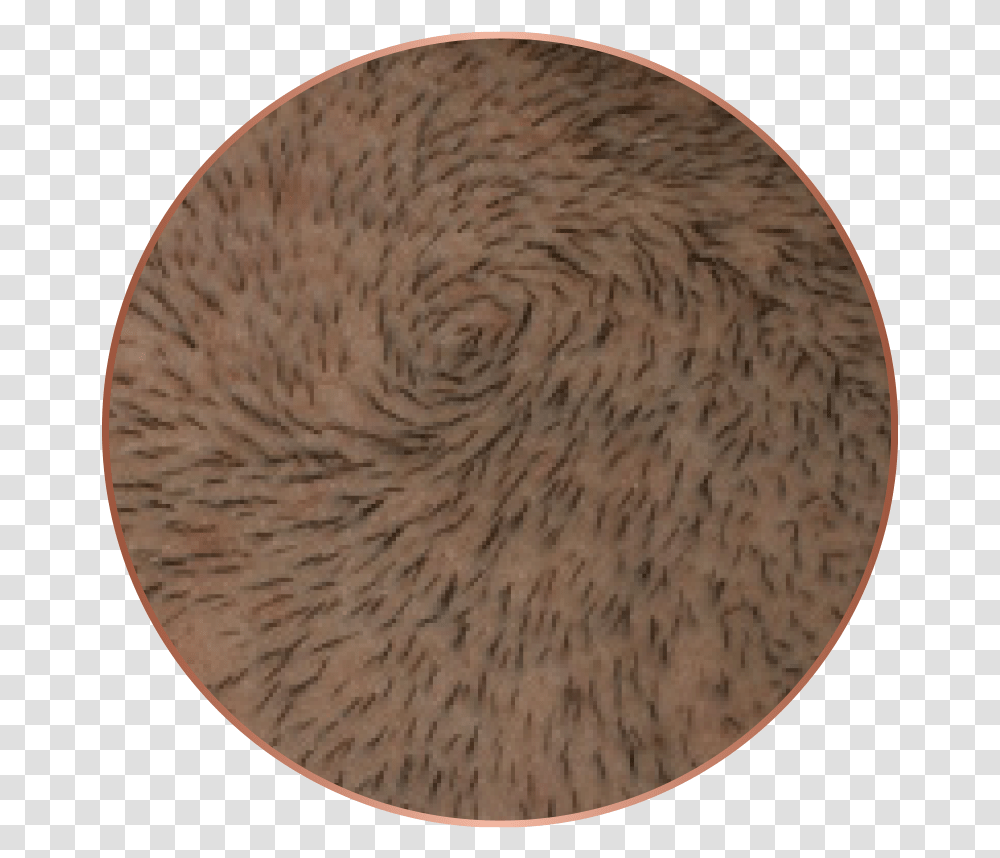 Stages Of Beard Hair Growth Patterns, Rug, Coil, Spiral, Moon Transparent Png
