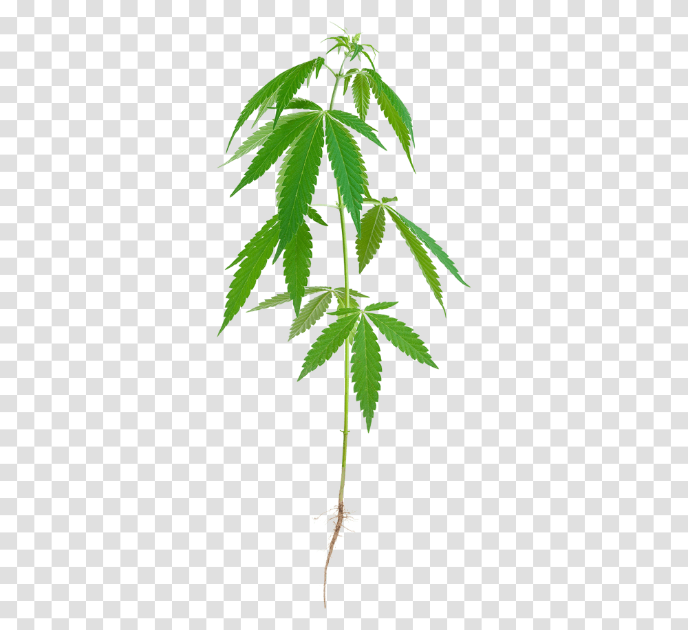 Stalk Of Hemp Download Weed, Leaf, Plant, Tree Transparent Png