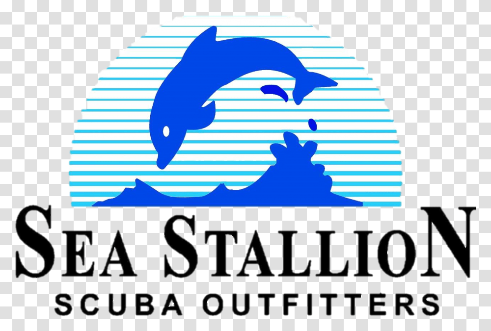 Stallion 2 Common Bottlenose Dolphin, Interior Design, Outdoors, Sea Life, Animal Transparent Png