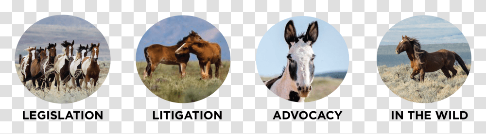 Stallion, Animal, Mammal, Dog, Chandelier Transparent Png