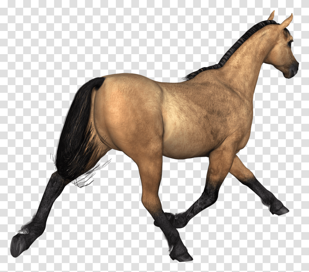 Stallion Clipart 3d Horse, Mammal, Animal, Colt Horse, Foal Transparent Png