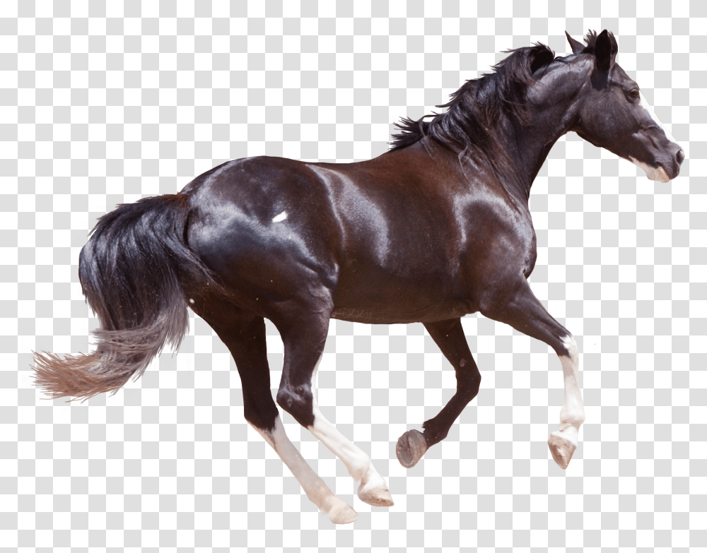 Stallion Clipart Running Horse Transparent Png