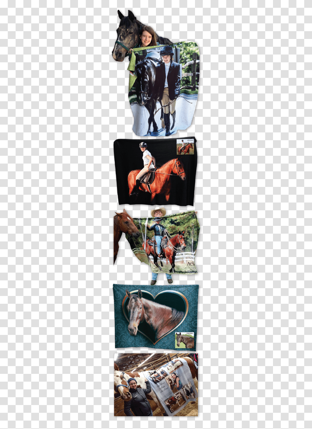 Stallion, Person, Horse, Mammal Transparent Png