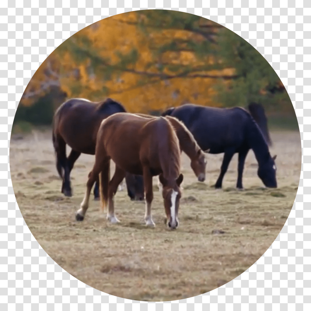Stallion, Grassland, Outdoors, Field, Nature Transparent Png