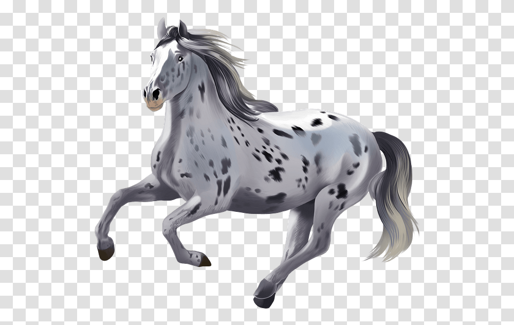 Stallion, Horse, Mammal, Animal, Andalusian Horse Transparent Png