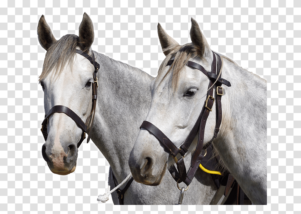 Stallion, Horse, Mammal, Animal, Andalusian Horse Transparent Png