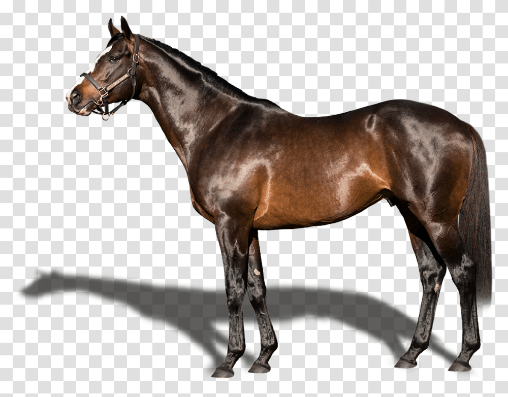 Stallion, Horse, Mammal, Animal, Andalusian Horse Transparent Png