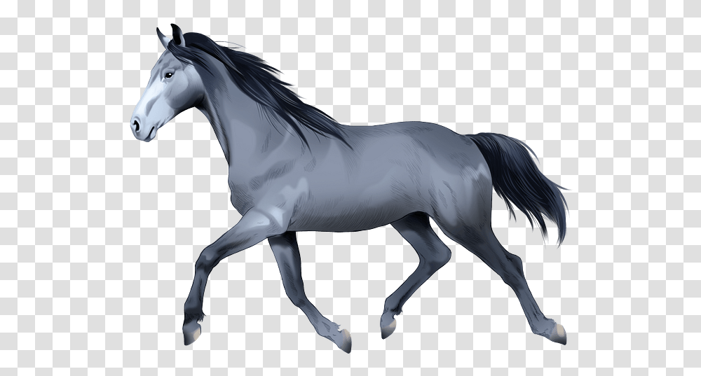 Stallion, Horse, Mammal, Animal, Colt Horse Transparent Png