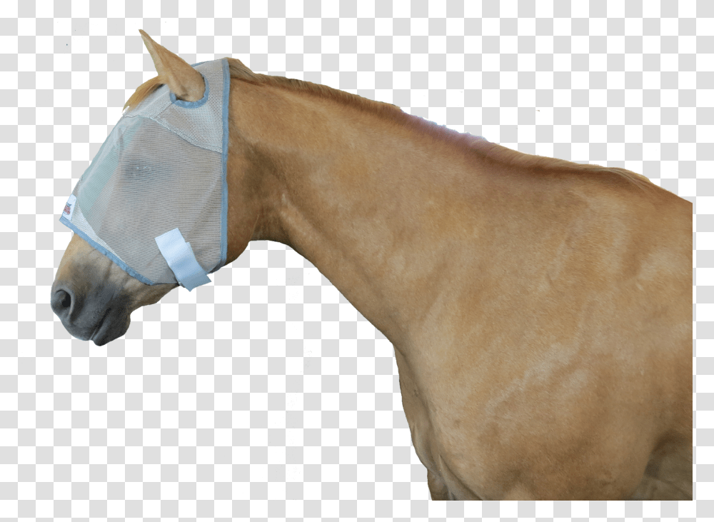 Stallion, Horse, Mammal, Animal, Colt Horse Transparent Png