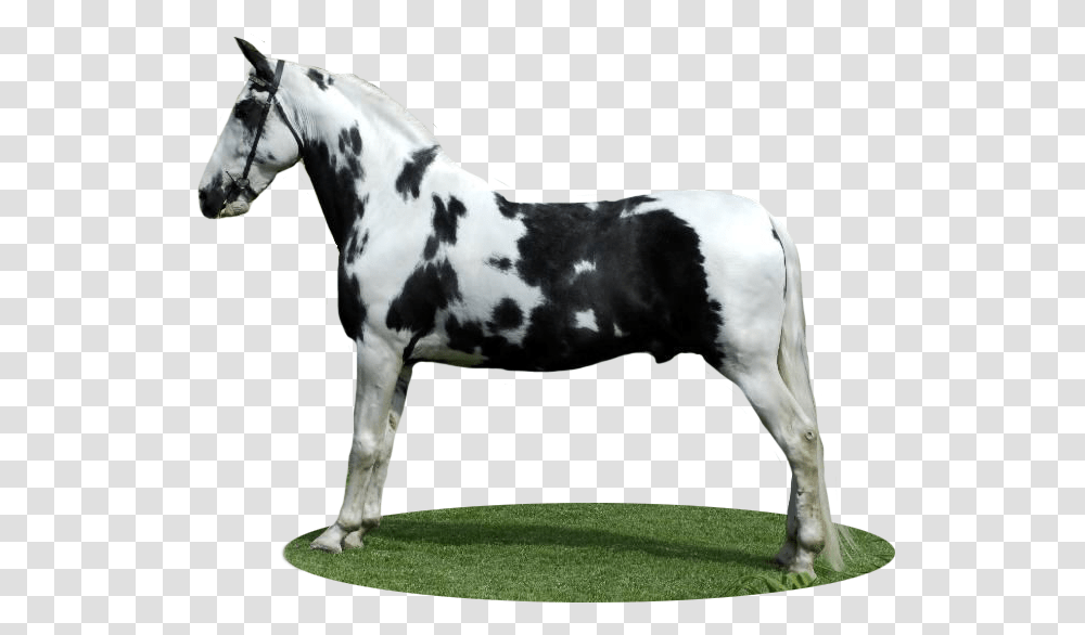 Stallion, Horse, Mammal, Animal, Cow Transparent Png