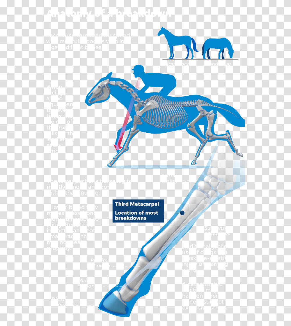 Stallion, Horse, Mammal, Animal, Skeleton Transparent Png
