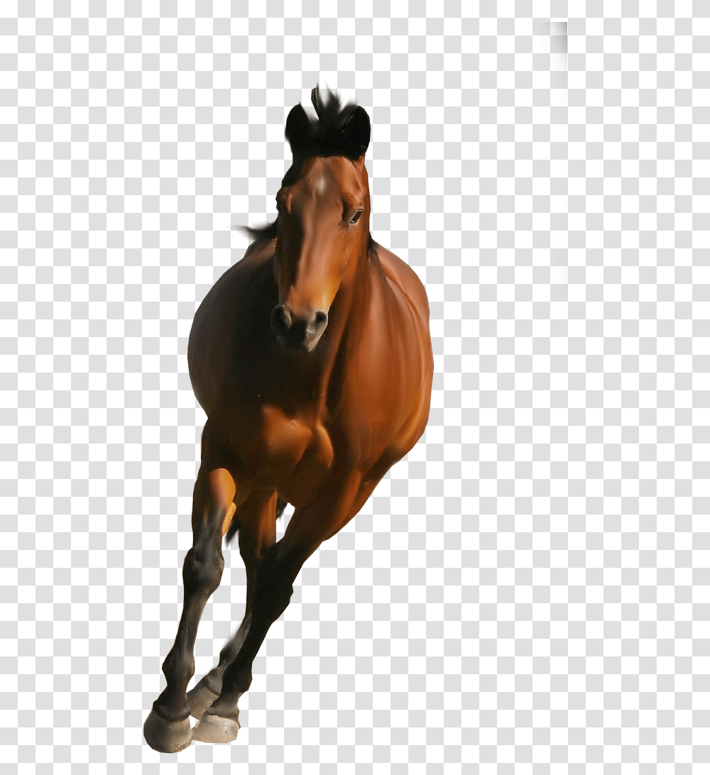 Stallion Picsart Horse Hd, Mammal, Animal, Colt Horse, Foal Transparent Png