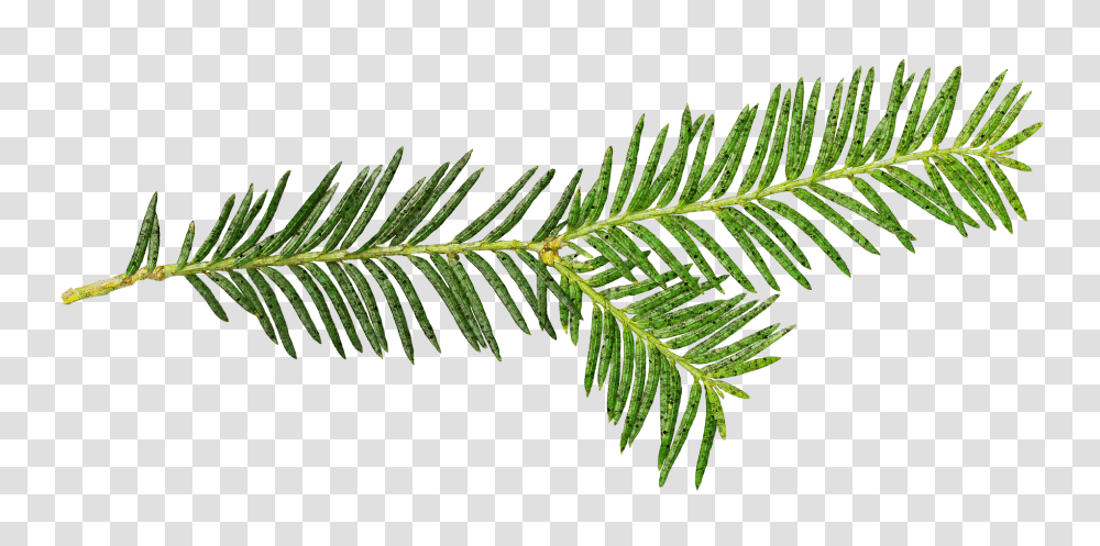 Stand Alone Nature, Tree, Plant, Conifer Transparent Png