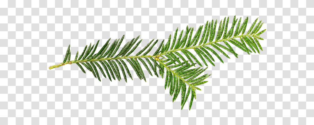 Stand Alone Nature, Tree, Plant, Conifer Transparent Png