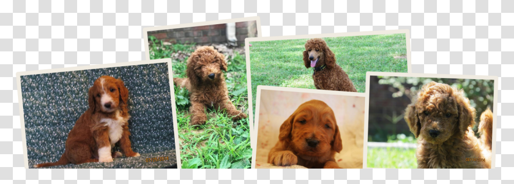 Standard Poodle, Dog, Pet, Canine, Animal Transparent Png