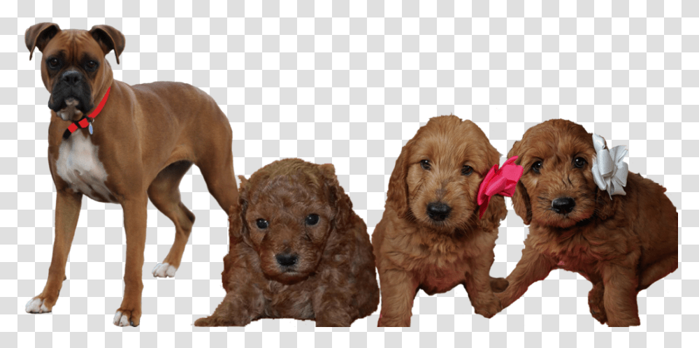 Standard Poodle, Dog, Pet, Canine, Animal Transparent Png