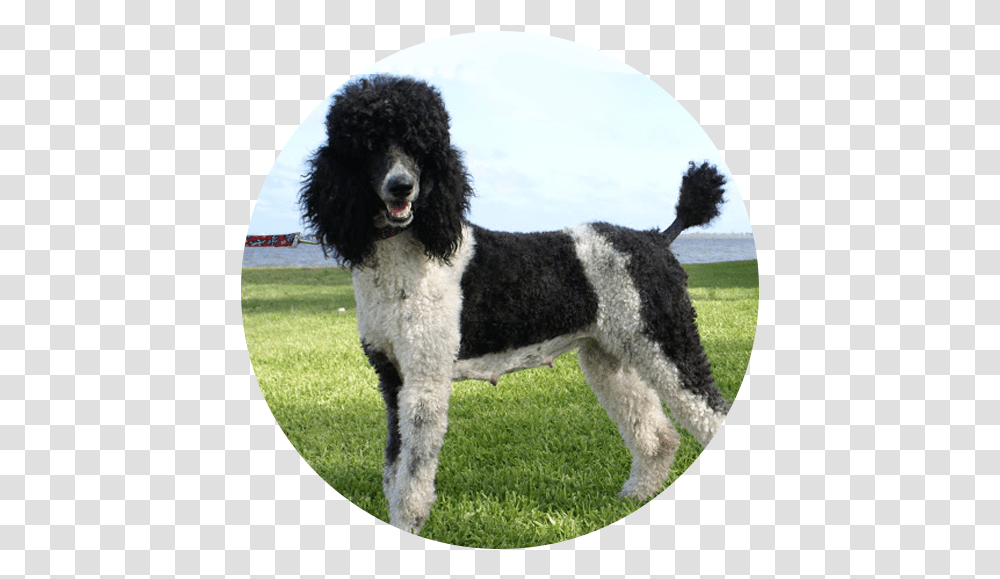 Standard Poodle Miniature Portuguese Water Dog Water Dog, Pet, Canine, Animal, Mammal Transparent Png