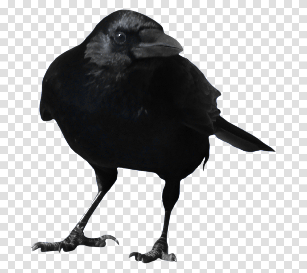 Standing Crow Image, Bird, Animal, Blackbird, Agelaius Transparent Png