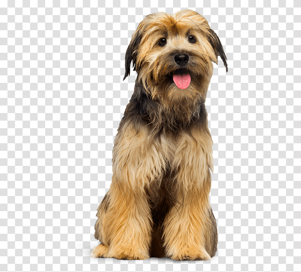 Standing Dogs, Terrier, Pet, Canine, Animal Transparent Png