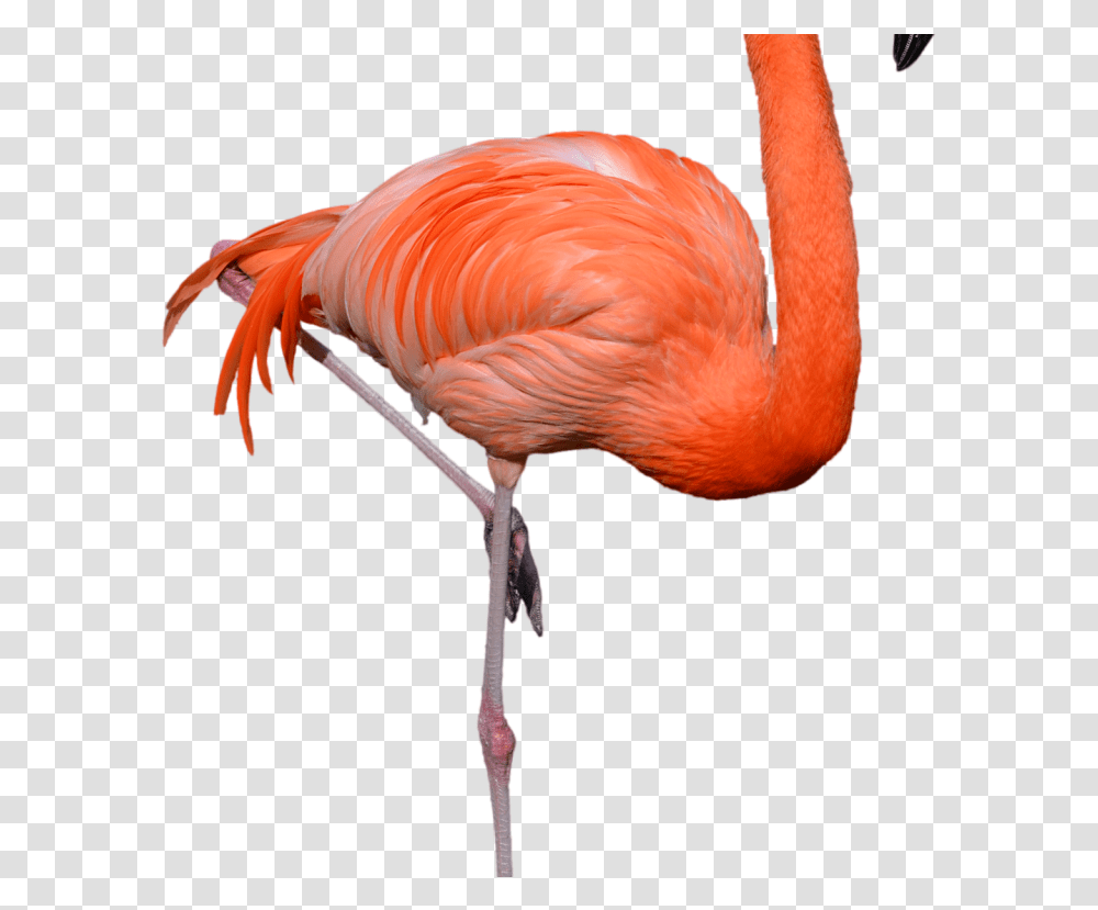 Standing Flamingo Clipart Hd Wallpaper Flamingo, Bird, Animal, Beak Transparent Png