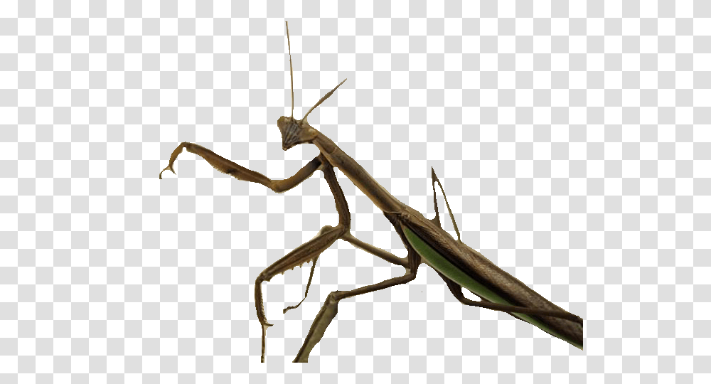 Standing Insect, Mantis, Invertebrate, Animal, Spider Transparent Png