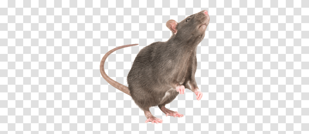 Standing Rat, Rodent, Mammal, Animal Transparent Png