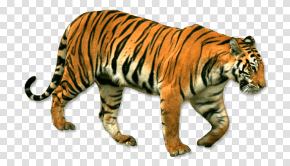 Standing Tiger Editing Tiger Hd, Wildlife, Mammal, Animal, Zebra Transparent Png